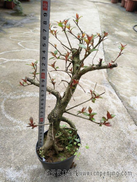 1c.jpg