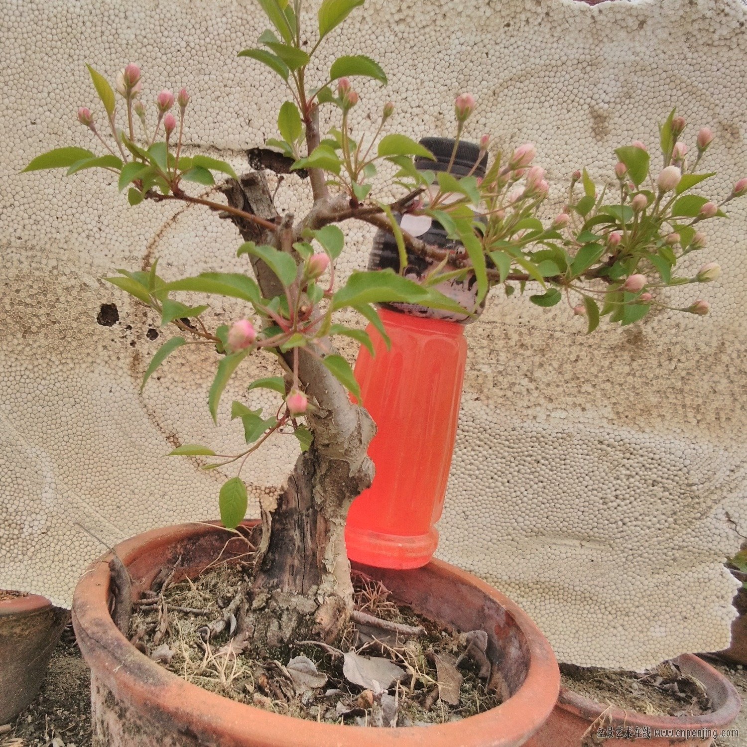 IMG_20190420_071315.jpg