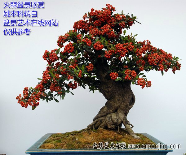 151633cwuvzqrf96mpcddk.jpg