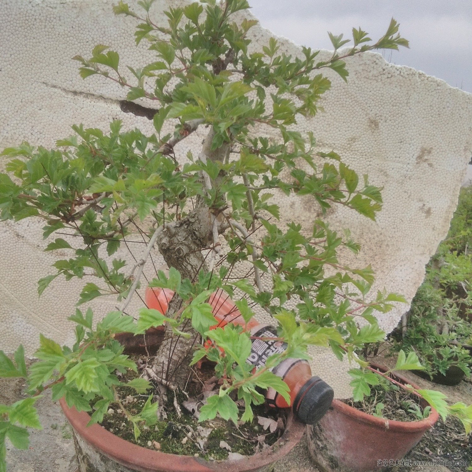IMG_20190425_163940.jpg