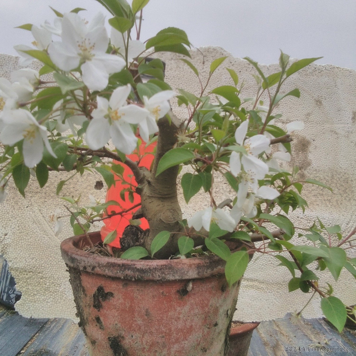 IMG_20190425_162801.jpg