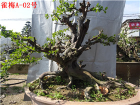 DSC06034.jpg