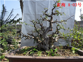 DSC06039.jpg