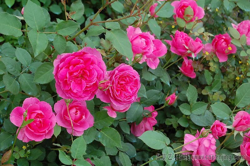 DSC_64470040.JPG