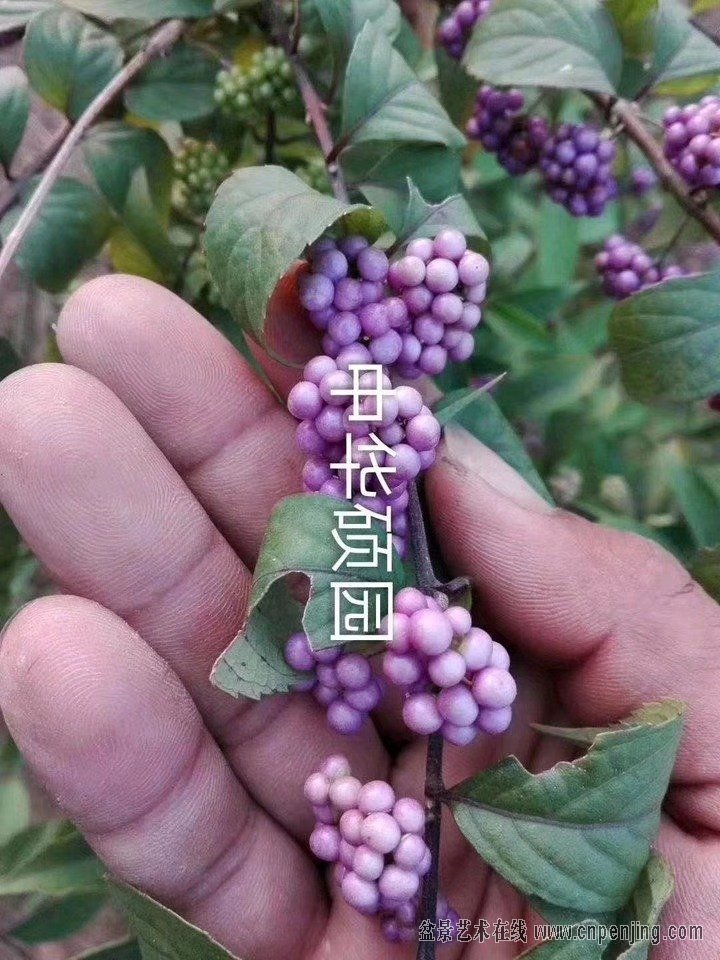 mmexport1556350563530.jpg