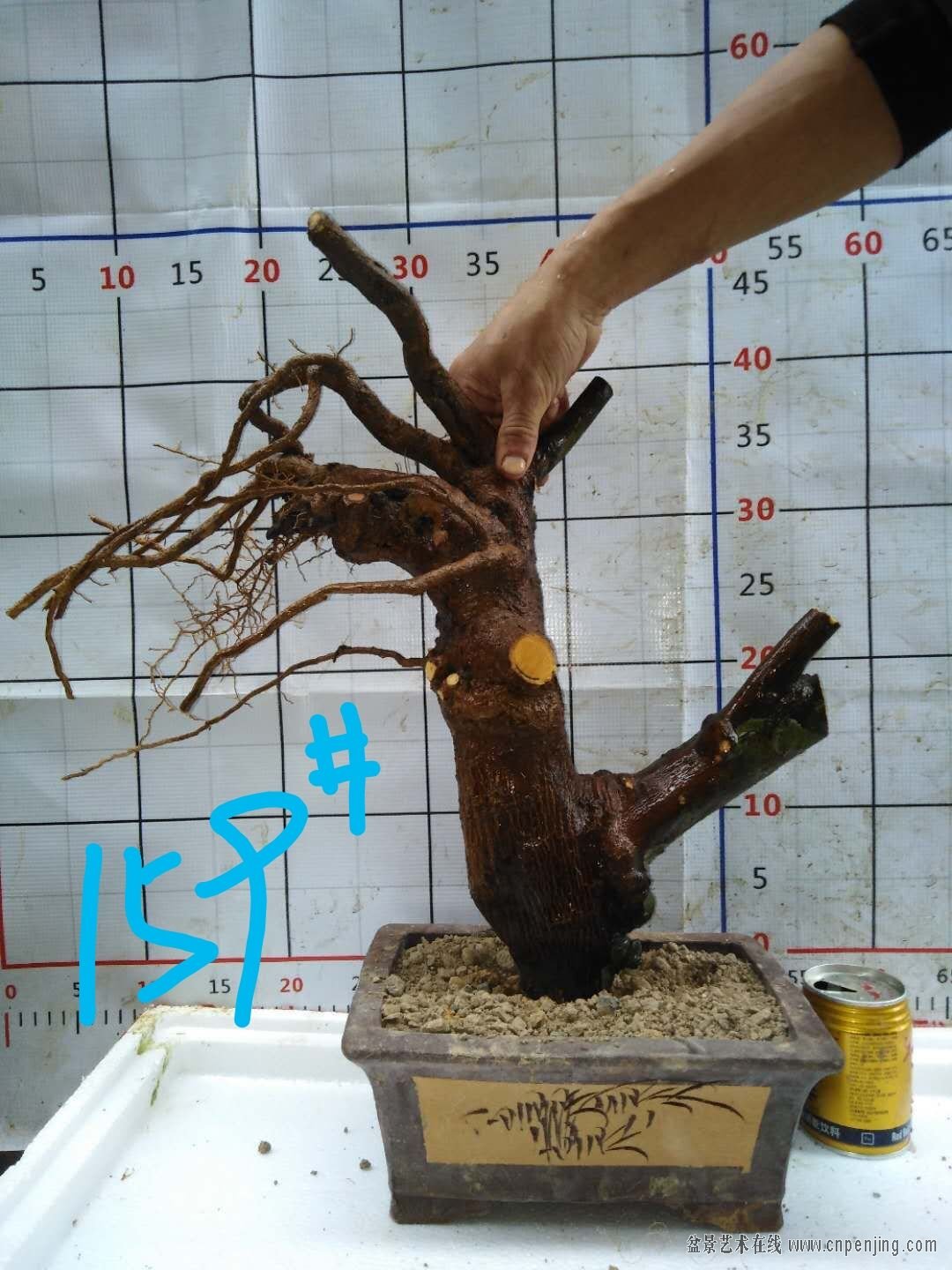 240.jpg