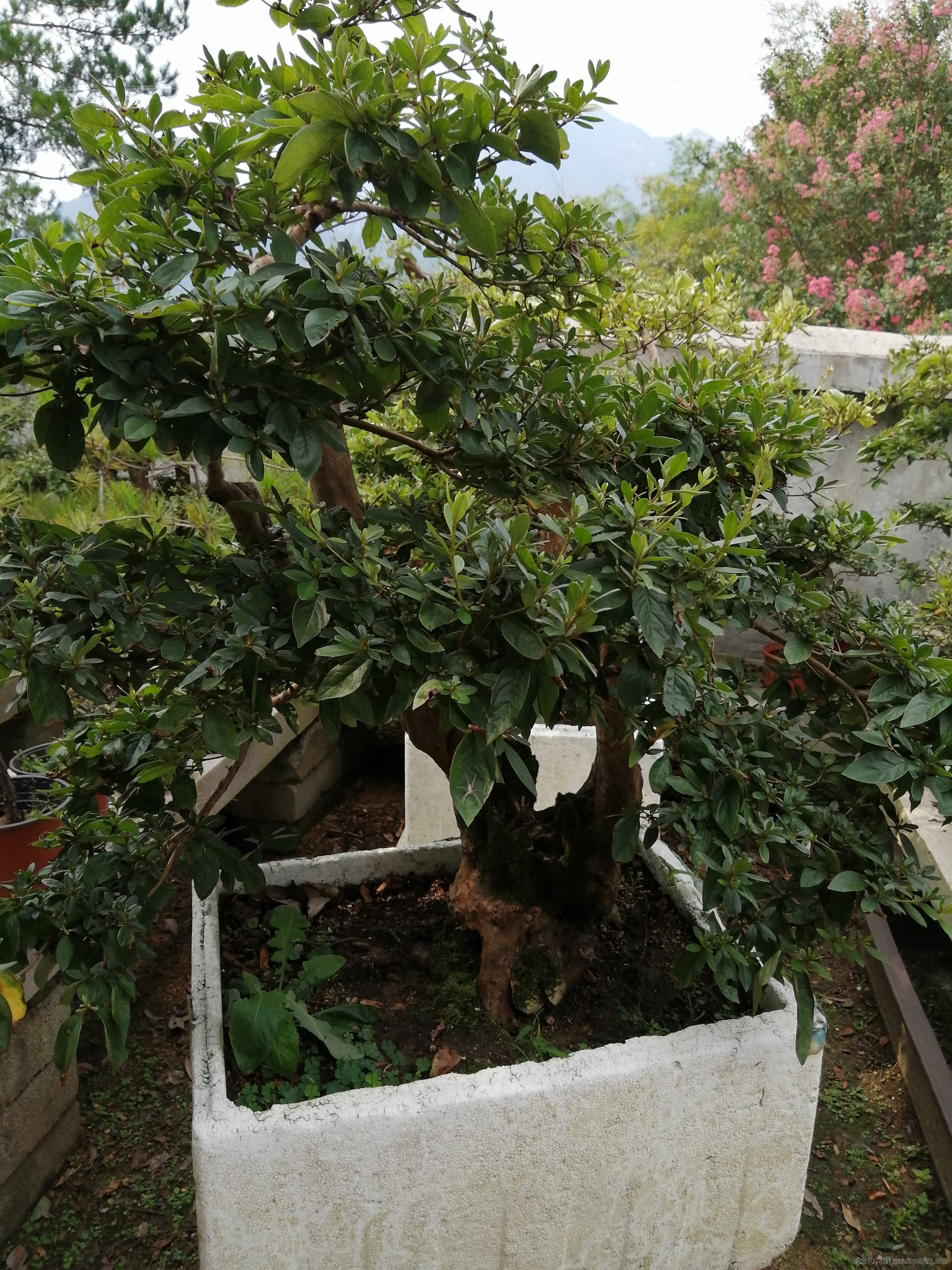 QQͼƬ20190903151359.jpg
