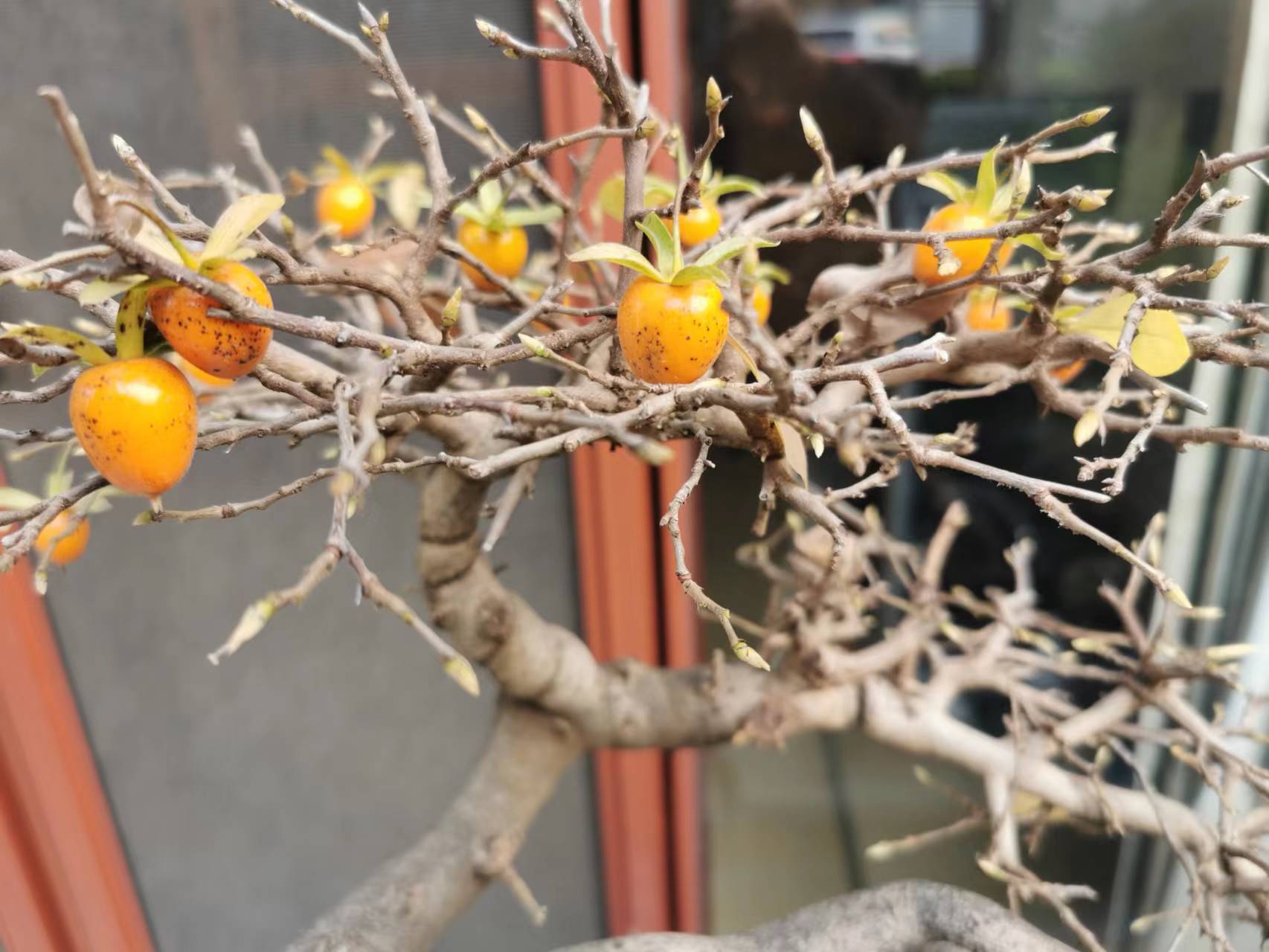 盆景艺术在线-收藏级附石母老鸭! - powered by discuz!