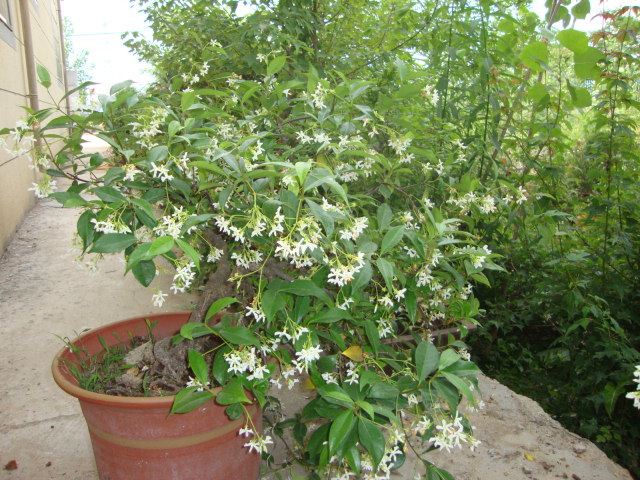 DSC02454.JPG