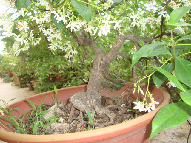 DSC02455.JPG